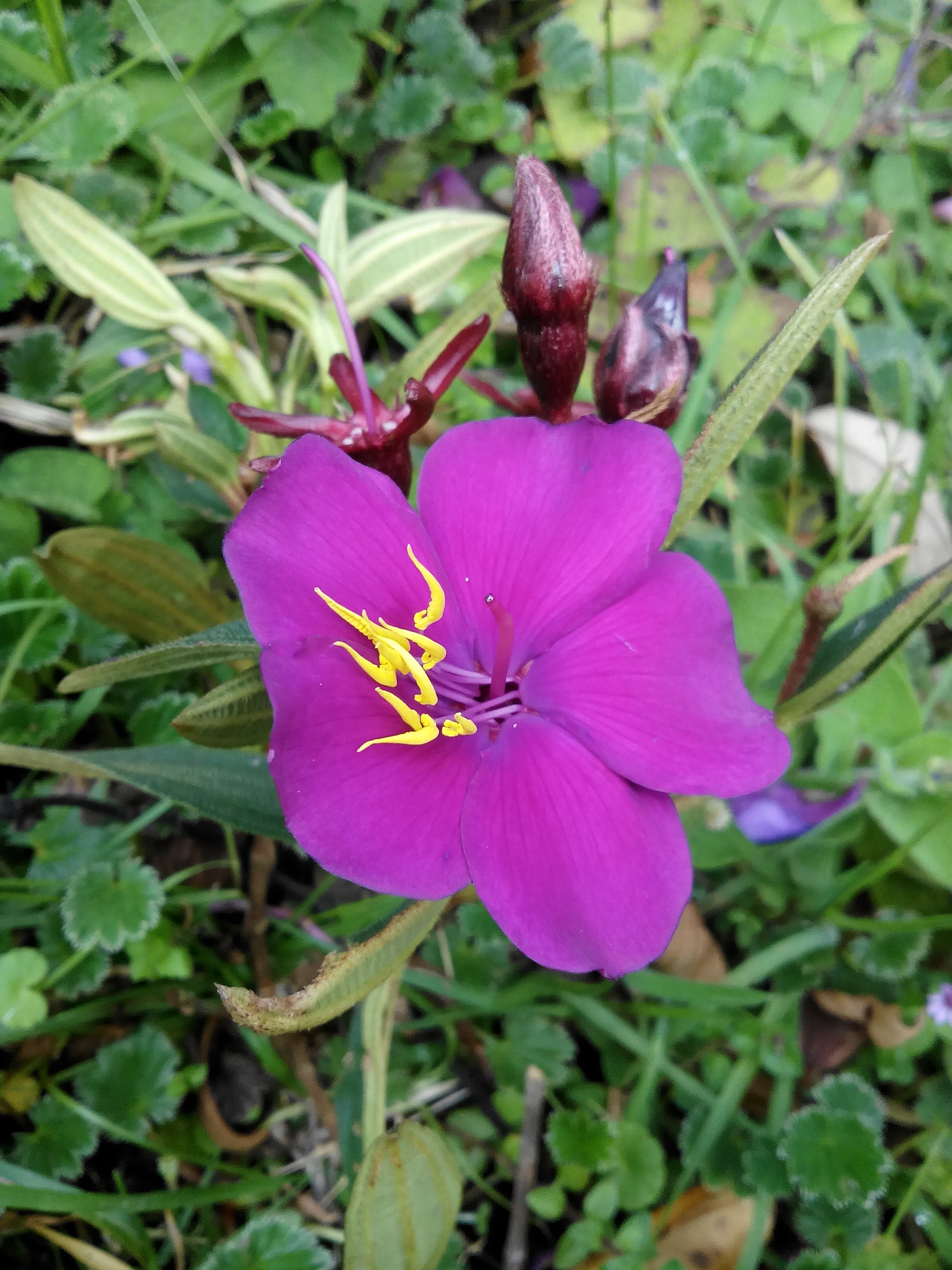 Plantes Et Fleurs De Colombie Permatheque