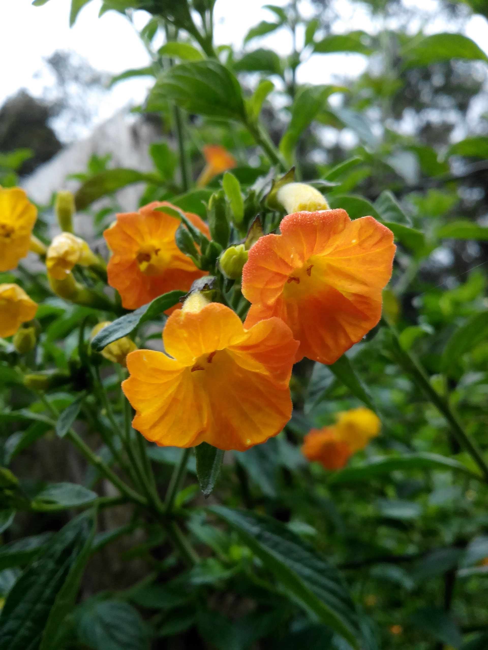 Plantes Et Fleurs De Colombie Permatheque
