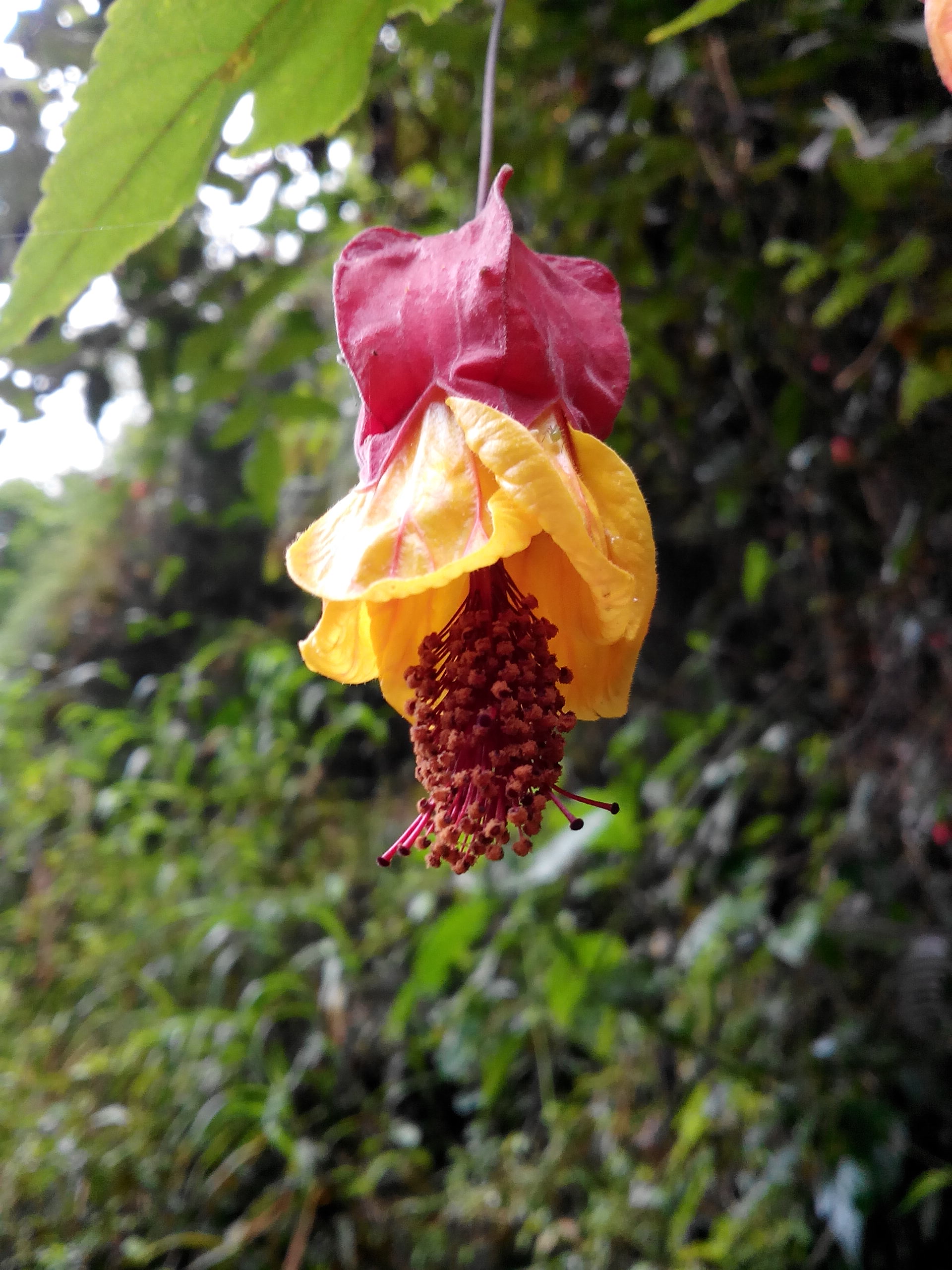 Plantes Et Fleurs De Colombie Permatheque